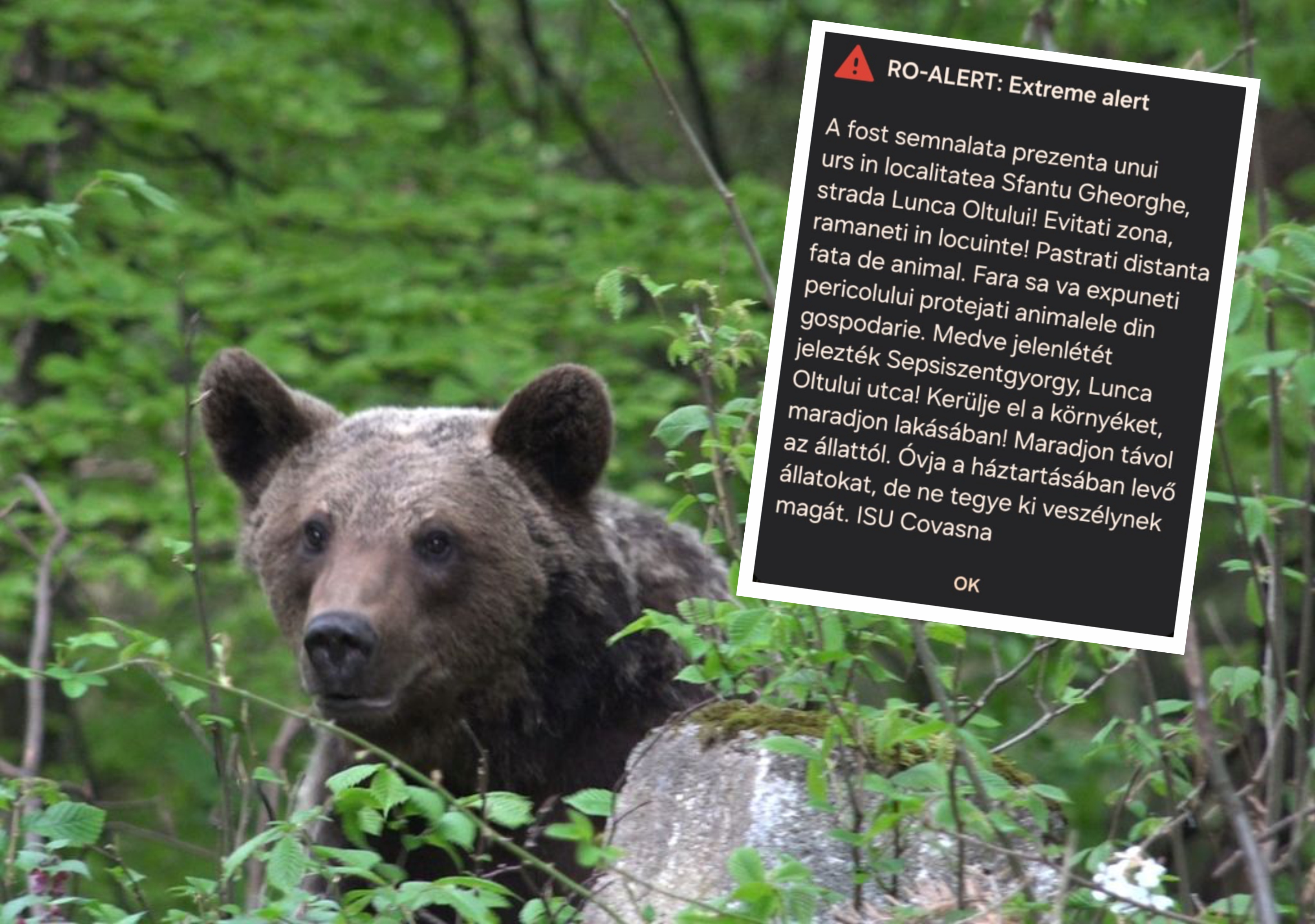 Határozott intézkedések a lakott területeken megjelenő medvék ellen Sepsiszentgyörgyön Határozott intézkedések a lakott területeken megjelenő medvék ellen Sepsiszentgyörgyön